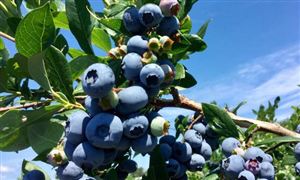 蓝莓卖爆了 订单增长超1600% 商家进货都靠抢 蓝莓行业发展前景及深度调研分析报告