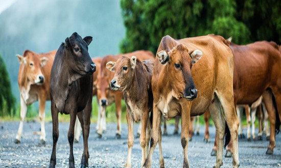 肉牛养殖行业发展现状及前景机遇分析