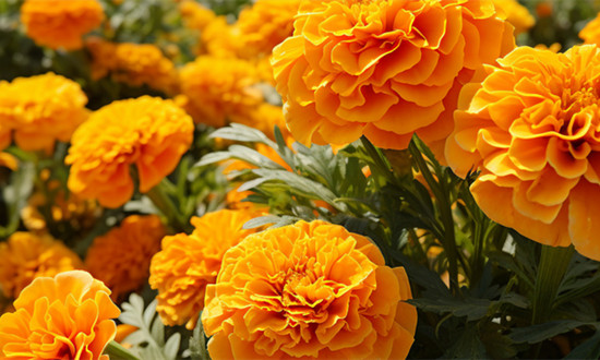 万寿菊栽培行业发展概况及市场现状分析