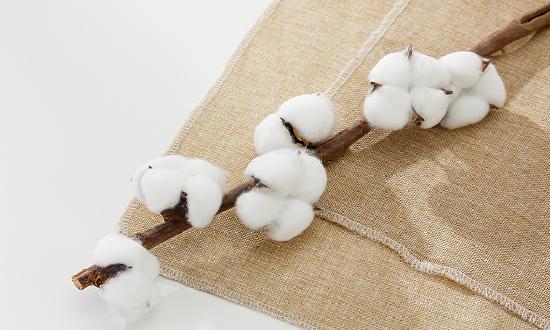 2024年棉纺织行业市场分析及发展趋势调研：棉纺织行业绿色化发展