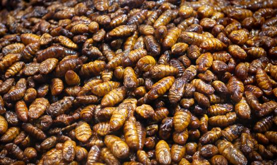 2024昆虫蛋白产业链上下游发展现状及市场供需格局分析