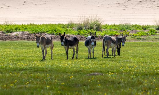 2024中国驴肉行业现状分析及需求趋势、发展前景预测
