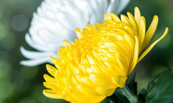 白菊花行业现状及未来发展趋势分析2024年