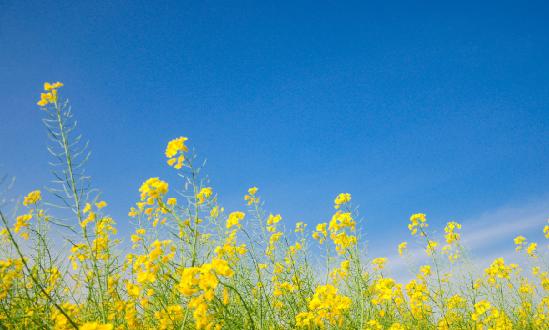 油菜行业现状分析及未来展望：预计到2025年种植面积有望达到1.2亿亩左右