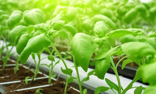 现代农业行业现状及未来发展趋势分析2024年