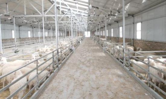 2024畜牧行业市场环境与发展机会