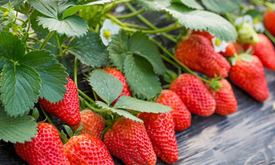 2024年农膜行业市场价格及需求分析