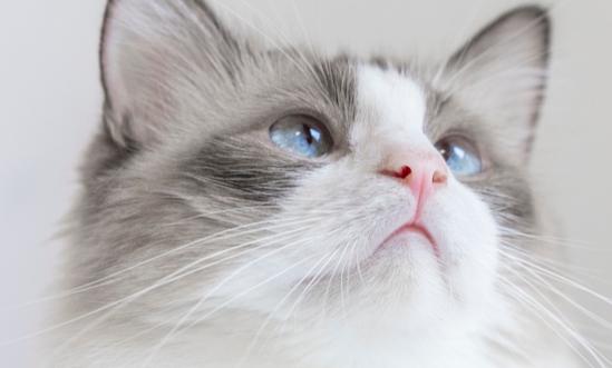 2024年中国宠物经济行业现状、市场规模及未来发展趋势分析