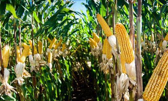 2024年小糯玉米种植情况、玉米市场价格行情