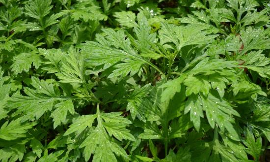 河南艾草产业发展前景与市场投资机会2024