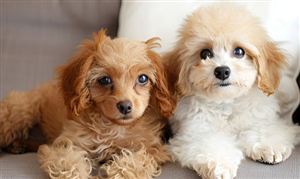 又一风口宠物经济 超3600亿元大市场 宠物经济行业竞争分析及投资战略研究报告