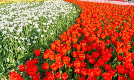 花卉种植行业发展分析  花卉市场规模持续扩大