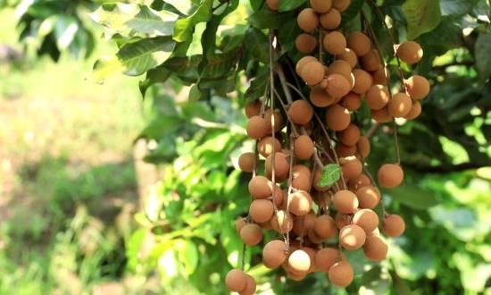 2024龙眼行业市场潜力与市场经济价值剖析