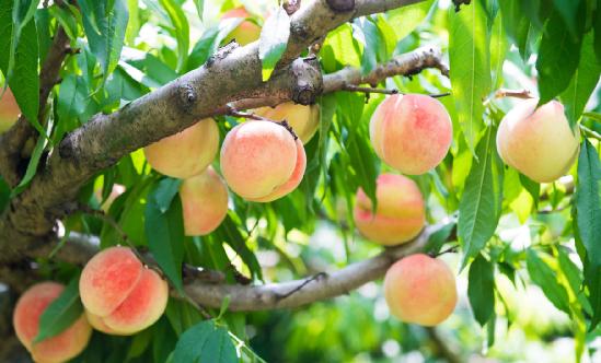 桃子行业报告 桃子种植情况调研分析