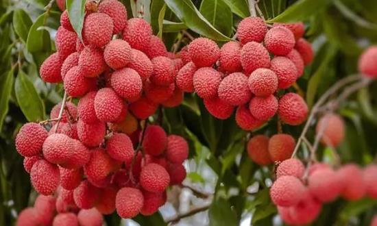 2024荔枝行业市场需求及市场经济价值剖析