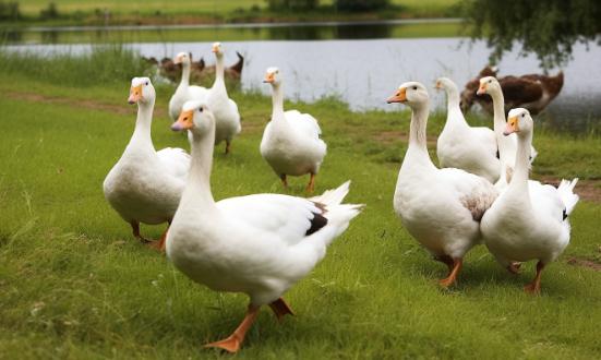 鹅养殖产业调研及市场供需格局分析2024