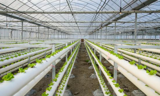 有机农产品的市场需求持续增长 有机农业行业市场深度调研