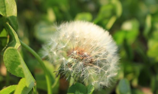 2024年中国蒲公英行业市场深度调研与发展前景预测报告