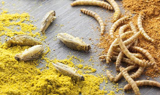 昆虫蛋白行业市场调研分析报告2024