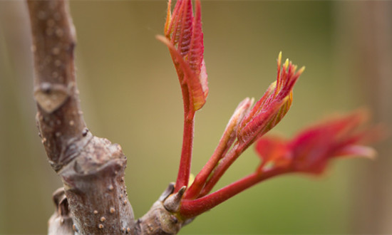 全国香椿种植面积超60万亩 香椿种植行业市场潜力分析