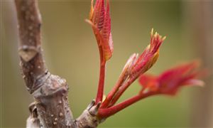 全国香椿种植面积超60万亩 香椿种植行业市场潜力分析