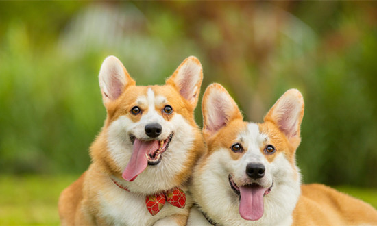 2024动物保健品行业竞争与机遇分析