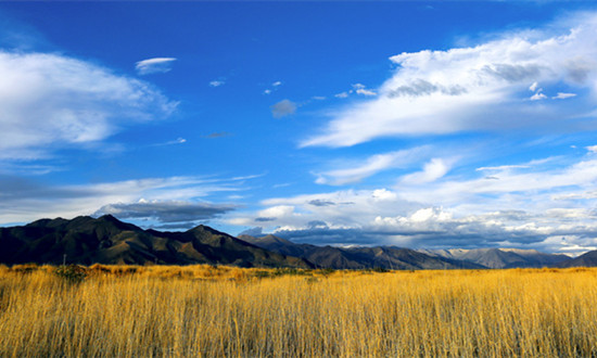 西藏建成高标准农田422万亩 高原特色农业产业现状及前景分析