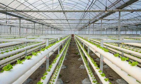 有机农业行业发展现状及未来潜力、投资策略分析2024