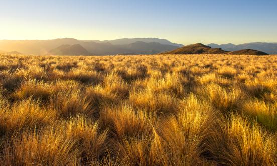 2024牧草饲料行业市场发展现状及市场规模、供需格局分析