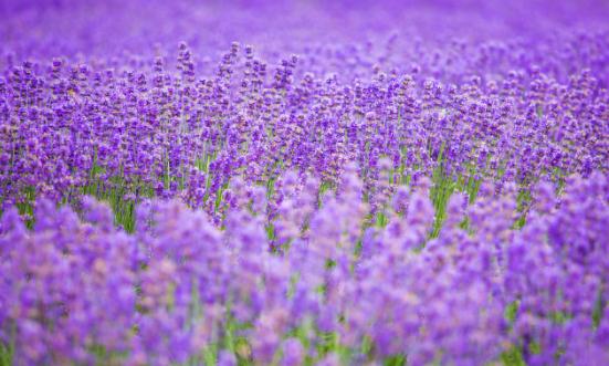 2024薰衣草行业现状分析及发展趋势、前景分析