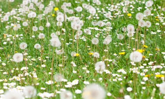 蒲公英行业未来发展前景：蒲公英产品需求量将持续增长