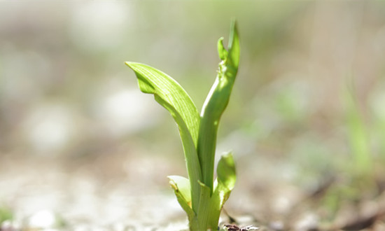 生长抑素行业产业链全景及市场需求分析