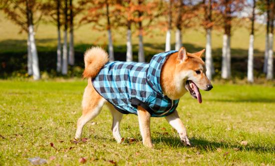 宠物服饰行业市场未来发展前景：有望成为下一个千亿级市场