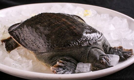 全国每年商品甲鱼产量约35万吨 甲鱼养殖行业市场现状及前景分析