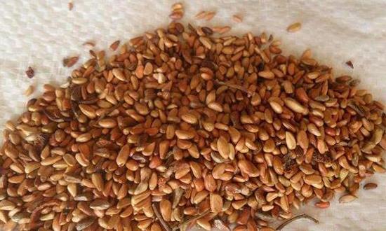 2024种子行业市场分析及发展面临的挑战和机遇