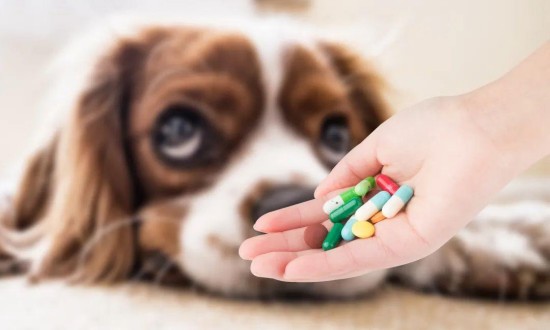 2024年兽药行业的产业链上下游结构及市场发展现状