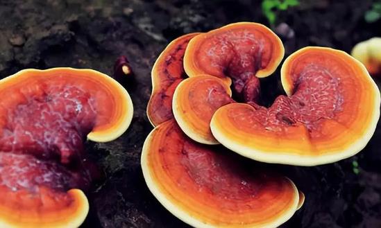 灵芝产业市场调研与发展空间：灵芝产业已形成完善产业链