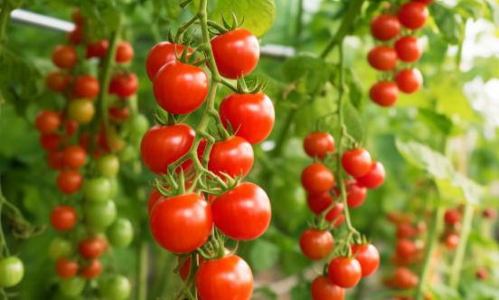 串番茄市场深度调研及投资前景分析 其市场需求有望持续增长