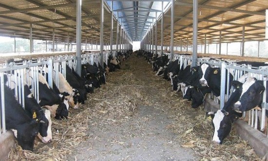 2024年奶牛养殖行业的竞争格局分析及重点企业