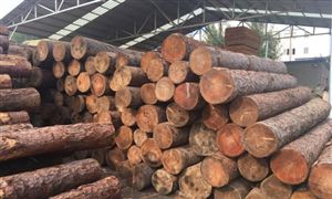 2024年中国原木行业的产业链的供需布局及发展前景分析