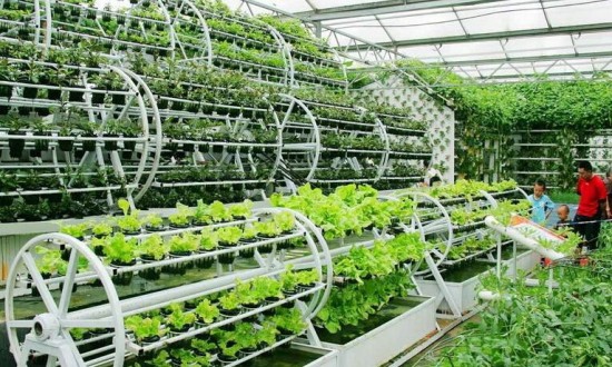 2024年中国植物工厂行业的产业链上下游结构及重点企业情况