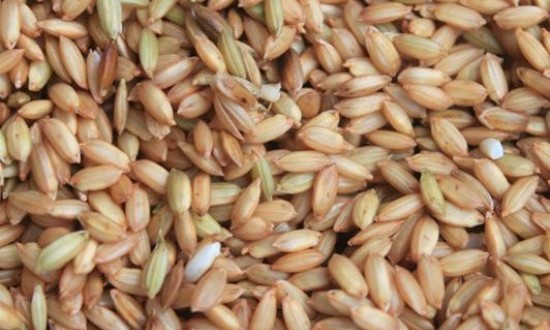 2024年中国杂交水稻种子行业的产业链上下游结构及发展现状