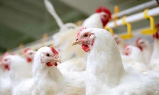 2024年中国肉鸡行业的产业链供需布局及市场发展现状
