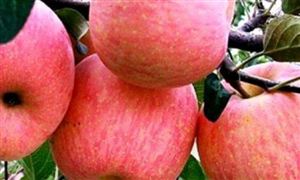 2024年中国苹果行业的产业链供需布局及发展趋势分析