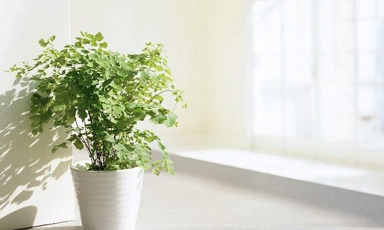 2024除甲醛行业市场需求及未来市场规模