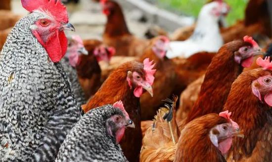 家禽行业产业链分析与前景研究：家禽屠宰加工需求多样化