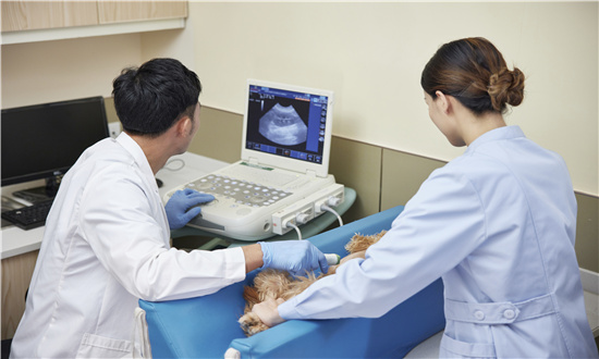 宠物医疗技术及市场规模如何 未来宠物医疗市场需求分析