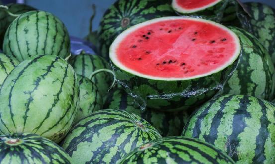 西瓜种植情况深度调研2024