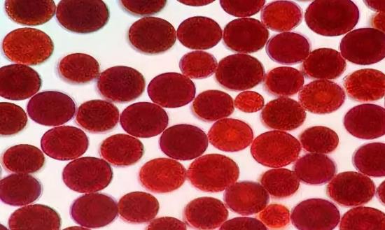 2024虾青素产业发展报告：虾青素市场需求具有多元化趋势