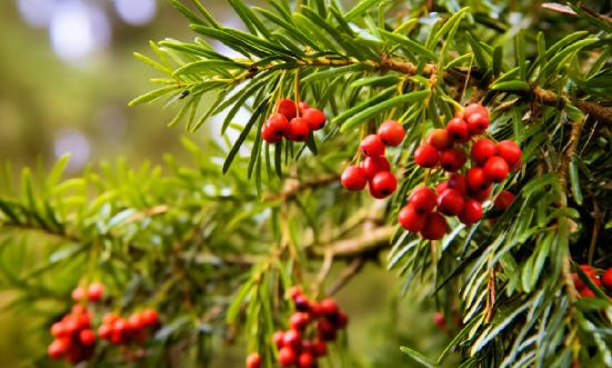 2024年中国杉木行业发展分析及前景展望